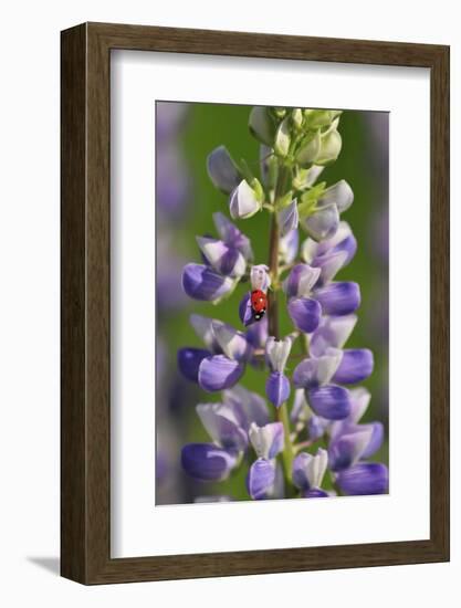 USA, Oregon. Ladybug on Lupine Flower-Steve Terrill-Framed Photographic Print