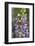 USA, Oregon. Ladybug on Lupine Flower-Steve Terrill-Framed Photographic Print