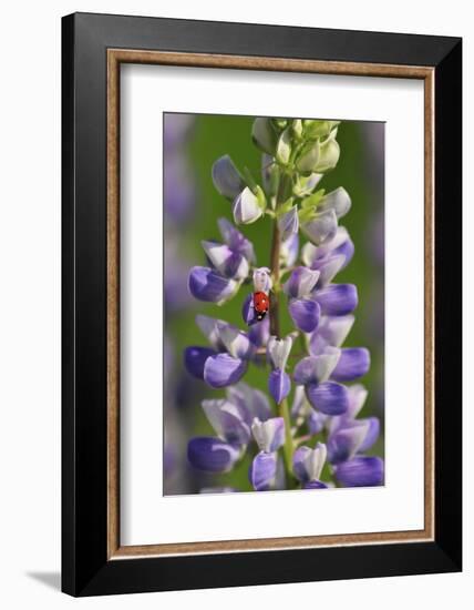 USA, Oregon. Ladybug on Lupine Flower-Steve Terrill-Framed Photographic Print