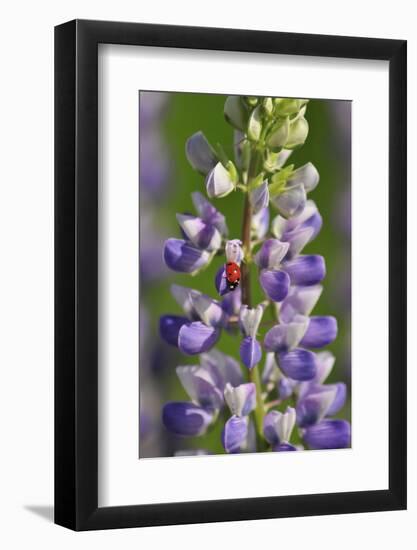 USA, Oregon. Ladybug on Lupine Flower-Steve Terrill-Framed Photographic Print