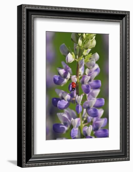 USA, Oregon. Ladybug on Lupine Flower-Steve Terrill-Framed Photographic Print