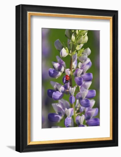 USA, Oregon. Ladybug on Lupine Flower-Steve Terrill-Framed Photographic Print
