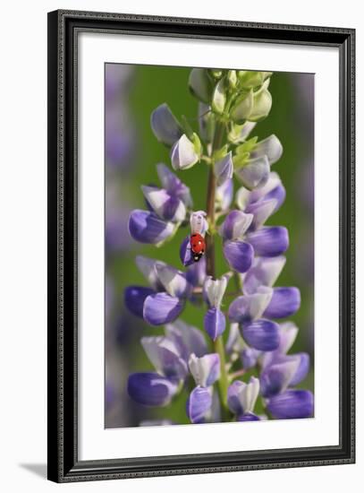 USA, Oregon. Ladybug on Lupine Flower-Steve Terrill-Framed Photographic Print