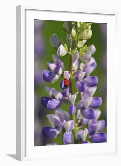 USA, Oregon. Ladybug on Lupine Flower-Steve Terrill-Framed Photographic Print