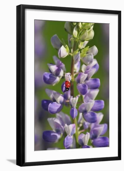 USA, Oregon. Ladybug on Lupine Flower-Steve Terrill-Framed Photographic Print