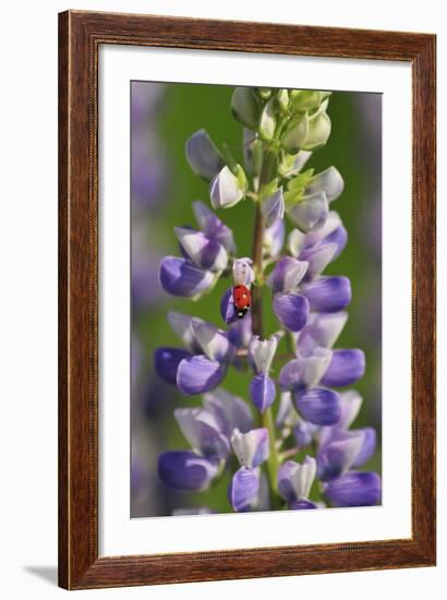 USA, Oregon. Ladybug on Lupine Flower-Steve Terrill-Framed Photographic Print