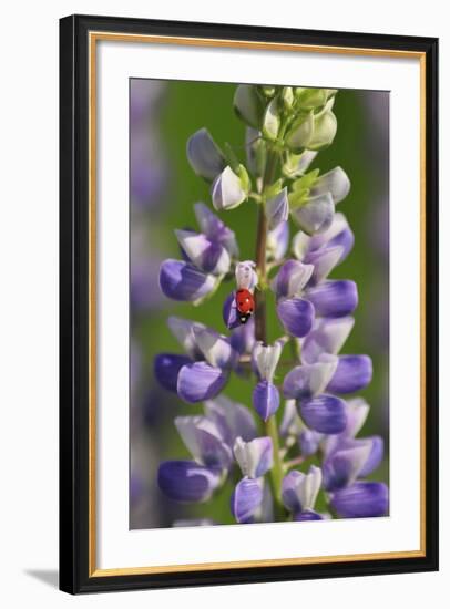 USA, Oregon. Ladybug on Lupine Flower-Steve Terrill-Framed Photographic Print