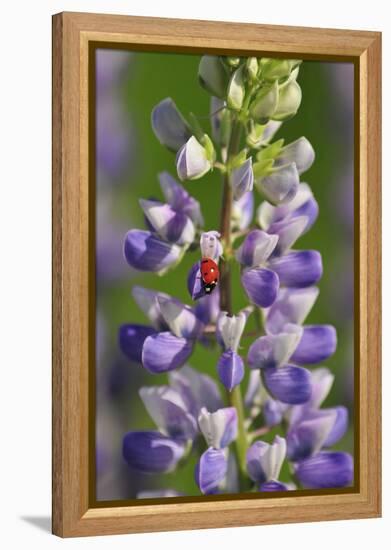 USA, Oregon. Ladybug on Lupine Flower-Steve Terrill-Framed Premier Image Canvas