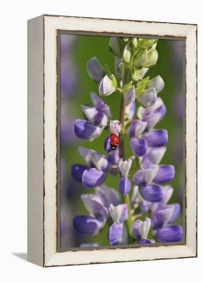 USA, Oregon. Ladybug on Lupine Flower-Steve Terrill-Framed Premier Image Canvas