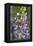 USA, Oregon. Ladybug on Lupine Flower-Steve Terrill-Framed Premier Image Canvas