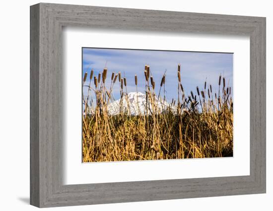 USA, Oregon. Lava Lake, cattails in foreground, Broken Top Mountain in background.-Alison Jones-Framed Photographic Print