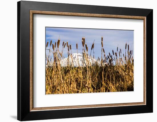USA, Oregon. Lava Lake, cattails in foreground, Broken Top Mountain in background.-Alison Jones-Framed Photographic Print