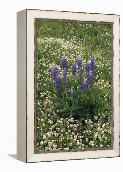 USA, Oregon. Lupine and Clover in Field-Steve Terrill-Framed Premier Image Canvas