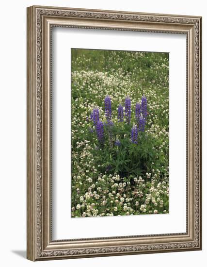 USA, Oregon. Lupine and Clover in Field-Steve Terrill-Framed Photographic Print
