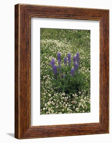 USA, Oregon. Lupine and Clover in Field-Steve Terrill-Framed Photographic Print