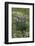 USA, Oregon. Lupine and Clover in Field-Steve Terrill-Framed Photographic Print