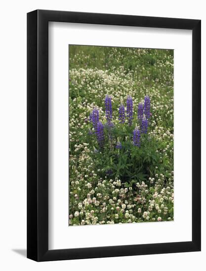 USA, Oregon. Lupine and Clover in Field-Steve Terrill-Framed Photographic Print