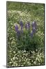 USA, Oregon. Lupine and Clover in Field-Steve Terrill-Mounted Photographic Print