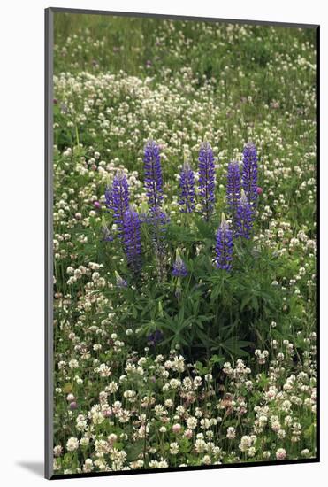 USA, Oregon. Lupine and Clover in Field-Steve Terrill-Mounted Photographic Print