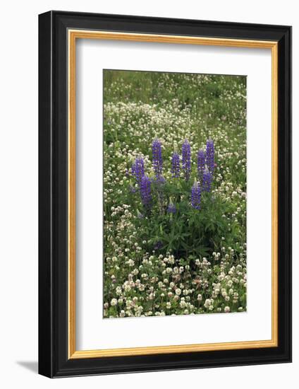 USA, Oregon. Lupine and Clover in Field-Steve Terrill-Framed Photographic Print