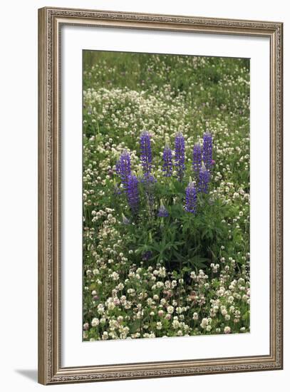 USA, Oregon. Lupine and Clover in Field-Steve Terrill-Framed Photographic Print