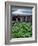 USA, Oregon. Lupine Next to Metolius River-Steve Terrill-Framed Photographic Print