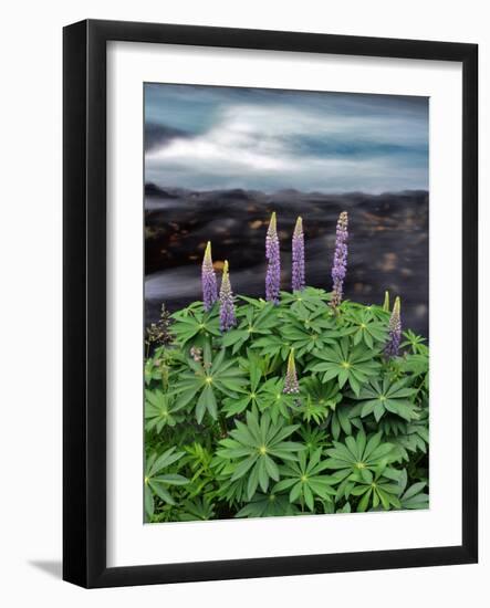 USA, Oregon. Lupine Next to Metolius River-Steve Terrill-Framed Photographic Print