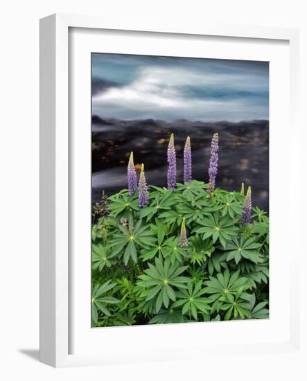 USA, Oregon. Lupine Next to Metolius River-Steve Terrill-Framed Photographic Print