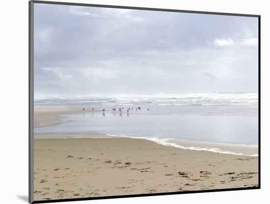 USA, Oregon, Manzanita. Seagulls on ocean shore.-Jaynes Gallery-Mounted Photographic Print