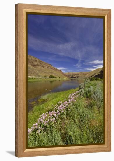 USA, Oregon. Milkweed Along the John Day River-Steve Terrill-Framed Premier Image Canvas