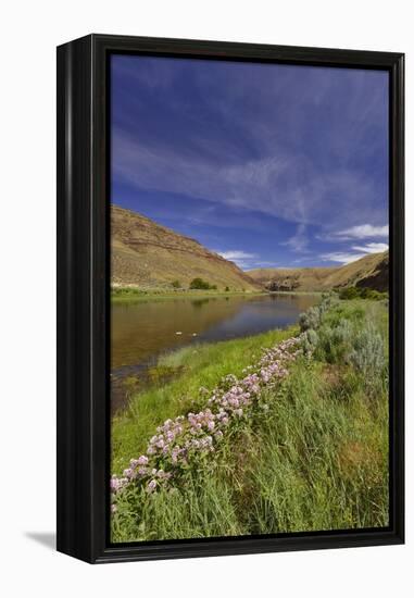 USA, Oregon. Milkweed Along the John Day River-Steve Terrill-Framed Premier Image Canvas