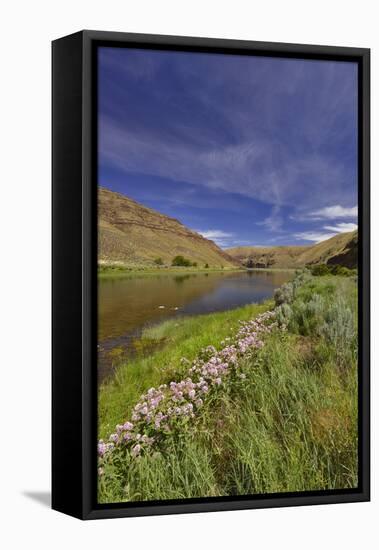 USA, Oregon. Milkweed Along the John Day River-Steve Terrill-Framed Premier Image Canvas