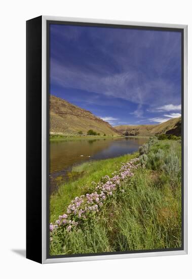 USA, Oregon. Milkweed Along the John Day River-Steve Terrill-Framed Premier Image Canvas