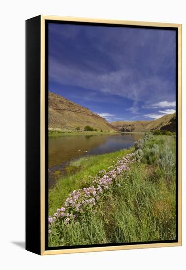 USA, Oregon. Milkweed Along the John Day River-Steve Terrill-Framed Premier Image Canvas