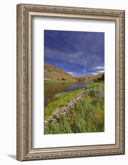 USA, Oregon. Milkweed Along the John Day River-Steve Terrill-Framed Photographic Print