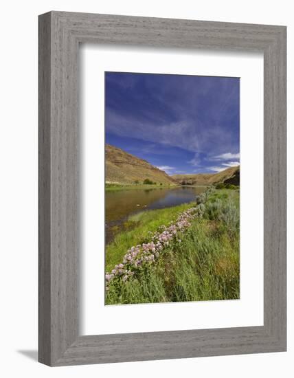 USA, Oregon. Milkweed Along the John Day River-Steve Terrill-Framed Photographic Print