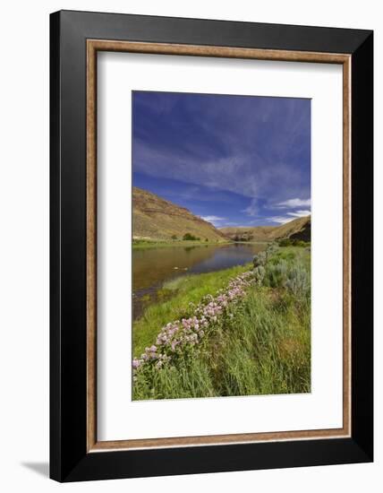 USA, Oregon. Milkweed Along the John Day River-Steve Terrill-Framed Photographic Print