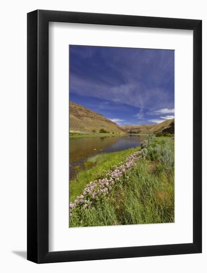 USA, Oregon. Milkweed Along the John Day River-Steve Terrill-Framed Photographic Print