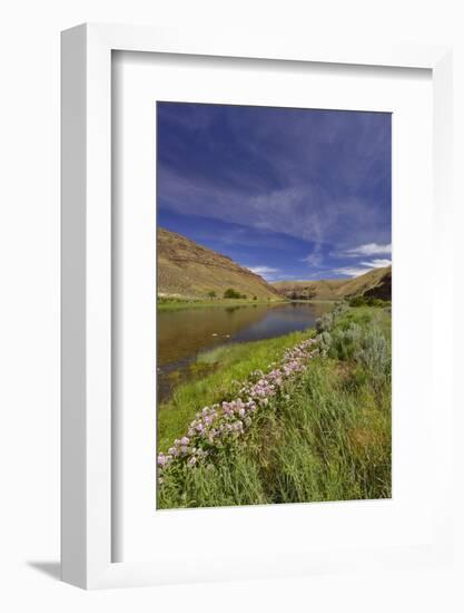 USA, Oregon. Milkweed Along the John Day River-Steve Terrill-Framed Photographic Print