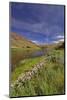 USA, Oregon. Milkweed Along the John Day River-Steve Terrill-Mounted Photographic Print