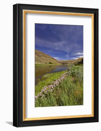 USA, Oregon. Milkweed Along the John Day River-Steve Terrill-Framed Photographic Print