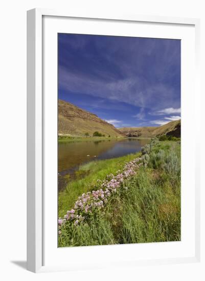 USA, Oregon. Milkweed Along the John Day River-Steve Terrill-Framed Photographic Print