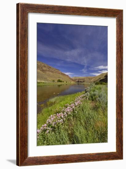 USA, Oregon. Milkweed Along the John Day River-Steve Terrill-Framed Photographic Print