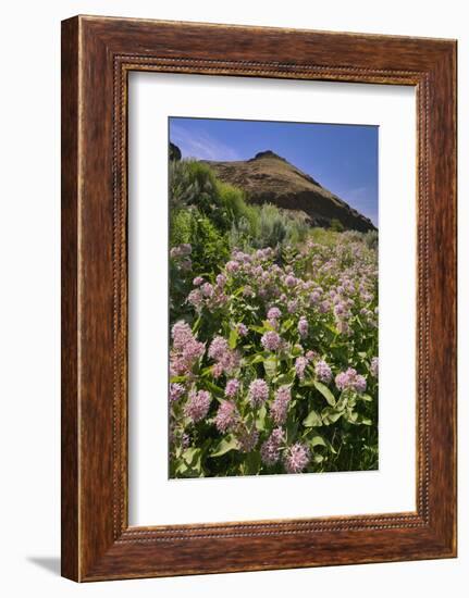 USA, Oregon. Milkweed and Cliff-Steve Terrill-Framed Photographic Print