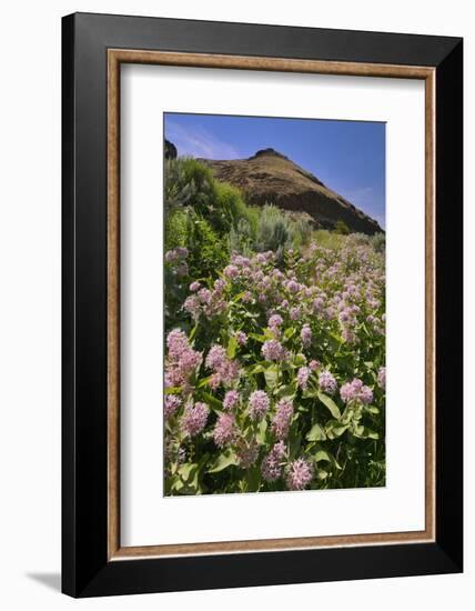 USA, Oregon. Milkweed and Cliff-Steve Terrill-Framed Photographic Print