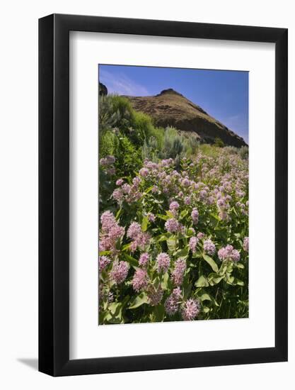 USA, Oregon. Milkweed and Cliff-Steve Terrill-Framed Photographic Print