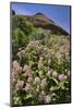 USA, Oregon. Milkweed and Cliff-Steve Terrill-Mounted Photographic Print