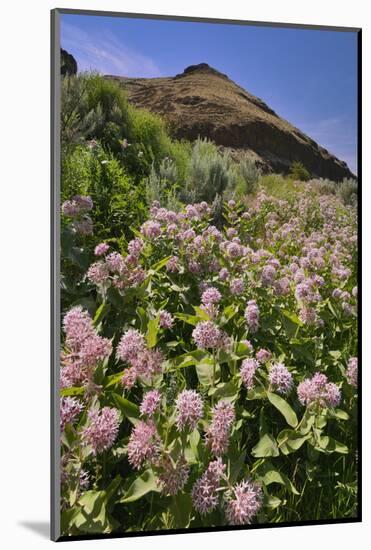 USA, Oregon. Milkweed and Cliff-Steve Terrill-Mounted Photographic Print