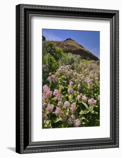 USA, Oregon. Milkweed and Cliff-Steve Terrill-Framed Photographic Print