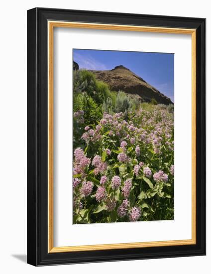 USA, Oregon. Milkweed and Cliff-Steve Terrill-Framed Photographic Print